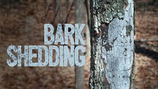 Shedding Bark on Oak Tree [upl. by Tedmund]