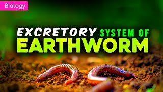 EXCRETORY SYSTEM OF EARTHWORM CLASS 11 NEET  3D ANIMATION  PWNEETWallah [upl. by Rusert74]