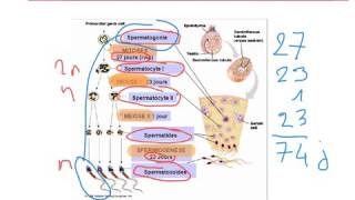 La spermatogenèse Lycée Français privé SaintJoseph d’Istanbul [upl. by Atinnor]