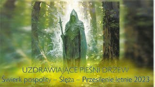 Uzdrawiające pieśni drzew  Świerk Pospolity na Ślęży medytacja rodzina ród pracazenergią [upl. by Ecneps487]