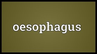 Oesophagus Meaning [upl. by Magbie]