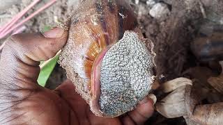 How to manage your Snail farm in this Harmattan season dry season farming snail animal [upl. by Parcel]