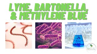 Lyme Bartonella and Methylene Blue [upl. by Yeclek]