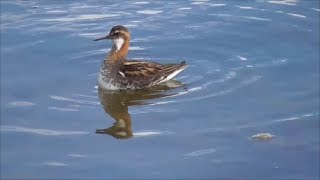 Rednecked Phalaropes in Iceland [upl. by Sirromad]