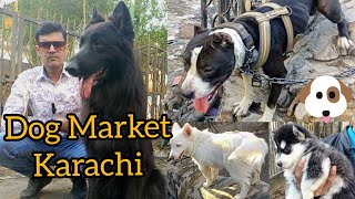 Dogs Market Saddar Updates kutton ki Market 241223 babapetsinfo dog dogvlogs [upl. by Nitsug]