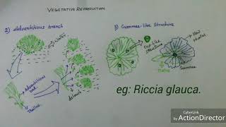 Bryophyta Vegetative reproduction of Riccia sp [upl. by Maryjane]