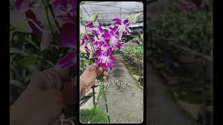 Orchid flower orchid [upl. by Herates]