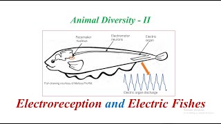 Electroreception and Electric Fishes [upl. by Amikay]