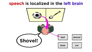 Brain Lateralization The Split Brain [upl. by Yeleen]