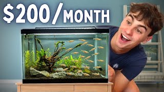 5 Ways to Make Money Breeding Fish  With 1 Tank [upl. by Esther]