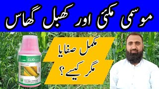 How to control Cynodon dactylon Khabbal Grass in Maize  Bilal Kanju Official [upl. by Yhtorod]