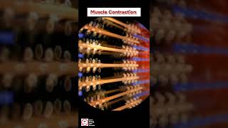 Cardiac muscle contraction  cardiology [upl. by Llennaj]