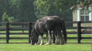 Black Clydesdale Horses at Lodestar Farm in Buchanan TN  tnhomeandfarmcom [upl. by Beaufort]