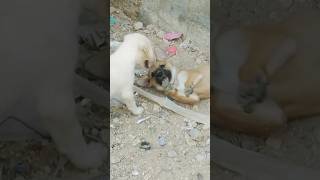 cute dogs pets fighting [upl. by Pradeep]