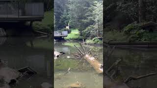 Wild amp Erlebnispark ￼Ferleiten shortvideoviral duck ￼ [upl. by Akinnor]