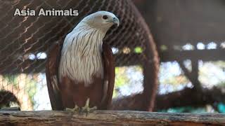 Brahminy kite Sound Asia Animals [upl. by Gherlein]