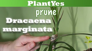 🐉 How to prune Dracaena marginata 🌲 Propagate Plants [upl. by Aivatra335]