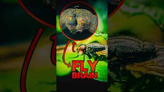 We Mapped a Flys BRAIN [upl. by Zebadiah]