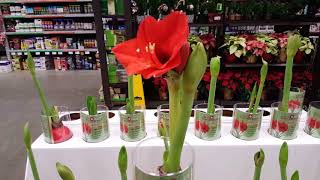 Amaryllis care and reblooming  Donna Joshi [upl. by Aisa629]