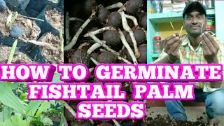 PART2 How To Germinate Fishtail palm Or jeeluga Or dollar palm Or Caryota urens palm Tree seeds 🌴🌴 [upl. by Emixam]