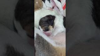 New baby dogking dogkisses dogs dogbaby දාංගලේ catsonga cute funny 😺😺🐶🐶🐶 [upl. by Eladroc]