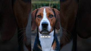 American Foxhound 🐶 [upl. by Yoho]