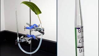 Measuring Transpiration Using a Potometer [upl. by Lotsirb]