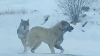 Kangal Dogs vs Wolf Pack  The Ultimate Showdown [upl. by Huntley102]