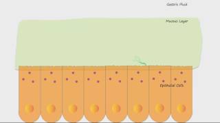 H Pylori and Ulcers [upl. by Arahset217]