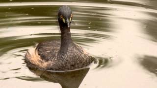 Australasian Grebe Tachybaptus novaehollandiae ♂  Australischer Zwergtaucher [upl. by Burwell267]