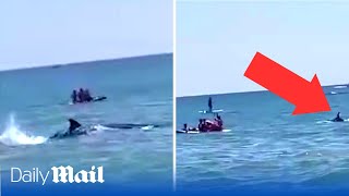 Dramatic moment massive shark swims dangerously close to crowded beach in Spain [upl. by Alejna480]