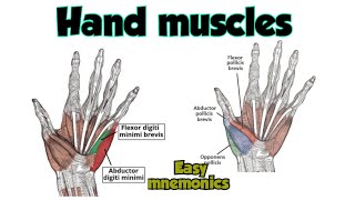 Hand Muscles Anatomy  Thenar Muscles  Hypothenar Muscles [upl. by Nwahsuq]