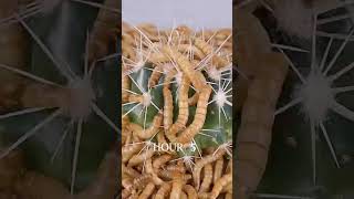 Mealworms vs SPIKY CACTUS [upl. by Daffy]