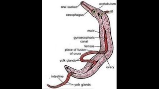 Schistosoma for the USMLE Step 1 [upl. by Kelwunn]