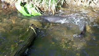 NZ longfinned eel [upl. by Ackerley229]