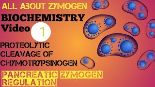 Biochemistry 1 Zymogen Proteolytic cleavage of Chymotrypsinogen  Pancreatic Zymogen Regulation [upl. by Hugues]