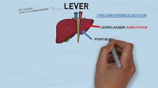 Uitleg examenstof biologie door SSL de lever [upl. by Ateiram]