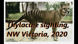 Thylacine sighting Central Victoria 2020 [upl. by Annid85]