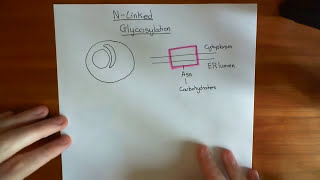 NLinked Glycosylation Part 1 [upl. by Airdua26]