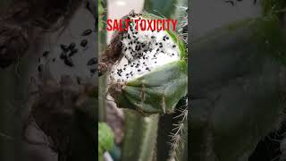 Xerophytes Cactus Have Roots Till Water Table facts biology xerophytic facts shorts vedantu 10 [upl. by Banky549]