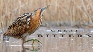 BITTERN birds in the winter reed beds [upl. by Asirap989]