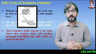 Trichuris trichiura  Life Cycle  Symptoms  Diagnosis  Treatment [upl. by Honorine772]