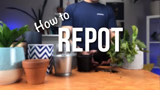 How to repot a plant  Beginners Guide to Repotting [upl. by Odille]