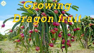 Growing Dragon fruit pitaya  from planting to harvest [upl. by Ahsirat]