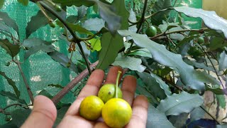 BARABA FRUIT LEMON DROP MANGOSTEEN [upl. by Ycinuq]