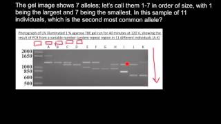 How to understand Gel Electrophoresis results 1 [upl. by Kinsler427]