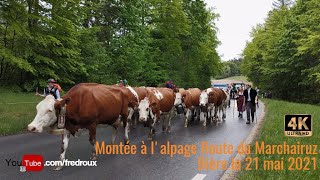 Montée à lalpage au Col du Marchairuz 2021 4K [upl. by Yewed979]