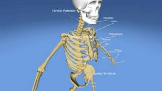 Difference Between Pelvis and Pelvic Girdle [upl. by Hajan530]