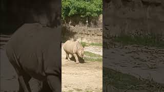 rhino walking at the cincinnati zoo animal bringingthezootoyou [upl. by Ellennahs]