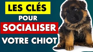 Socialiser un chiot  conseils déducation pour chiot  EDUC DOG [upl. by Almire221]